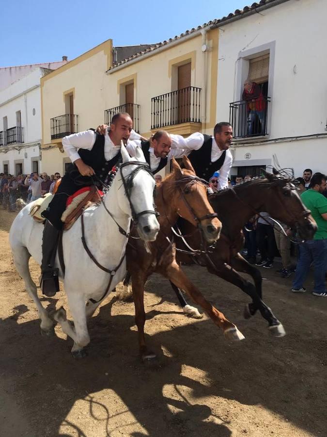 El pasado 22 de abril Arroyo de la Luz volvió a vibrar con el galopar de los caballos que recorrieron la Corredera, ocupada por unas 15.000 personas. En la fiesta participaron 160 jinetes y 4 carrozas, con unos 450 participantes. 