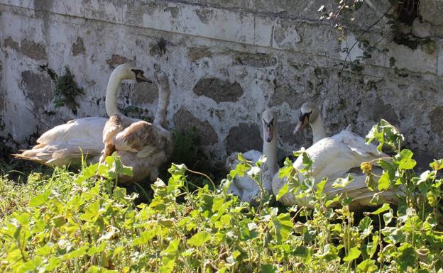 Las dos parejas de cisnes al lado del puente. 