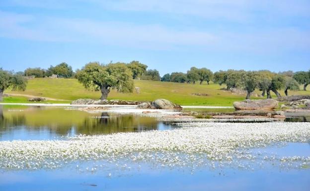 Dehesa de la Luz, primera dehesa cultural de Europa. 