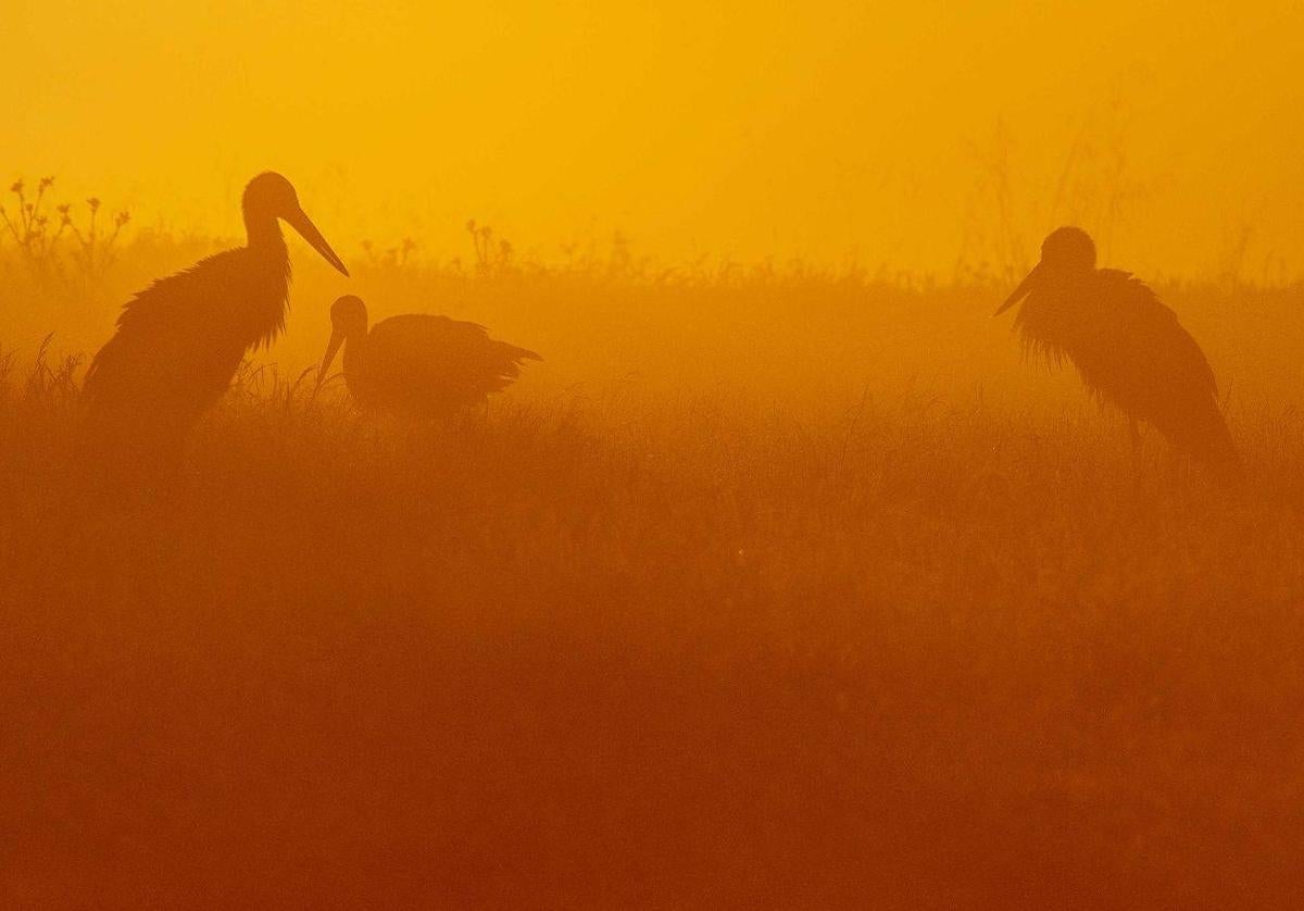 'Pereza', fotografía de Manuel Montero, segundo premio del certamen.