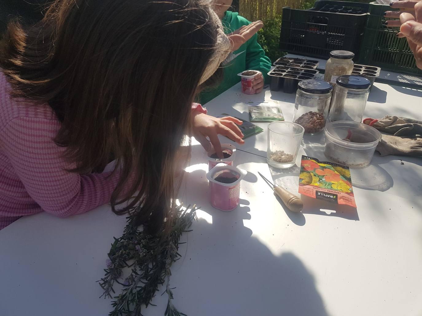 XX Fiesta Gastronómica Coles con Buche