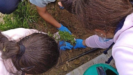 Alumnos del IES Luis de Morales y del colegio Ntra. Sra. de los Dolores plantan árboles alrededor de sus centros educativos