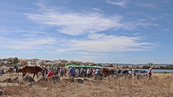 Gran participación en la Feria de Ganado y en la Feria de Promoción del Caballo