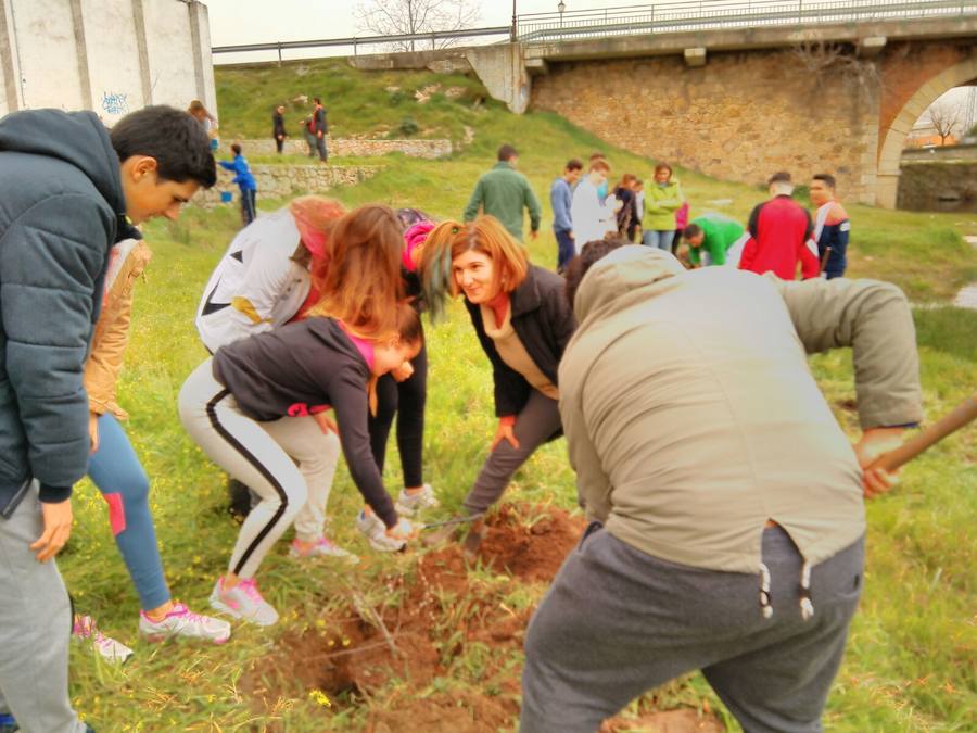 En la reforestación. 