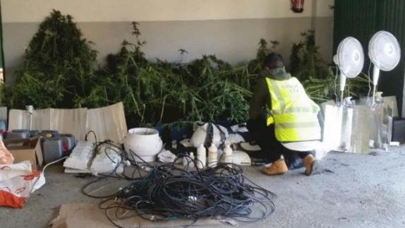 Intervienen 200 plantas de marihuana tras un desalojo en el poblado Arroyo-Malpartida