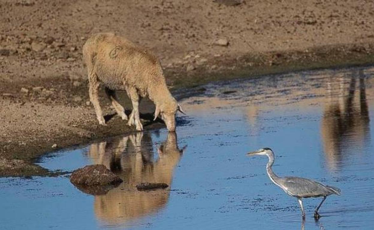 Hoy finaliza el plazo para presentar fotografías para el concurso del calendario animalista