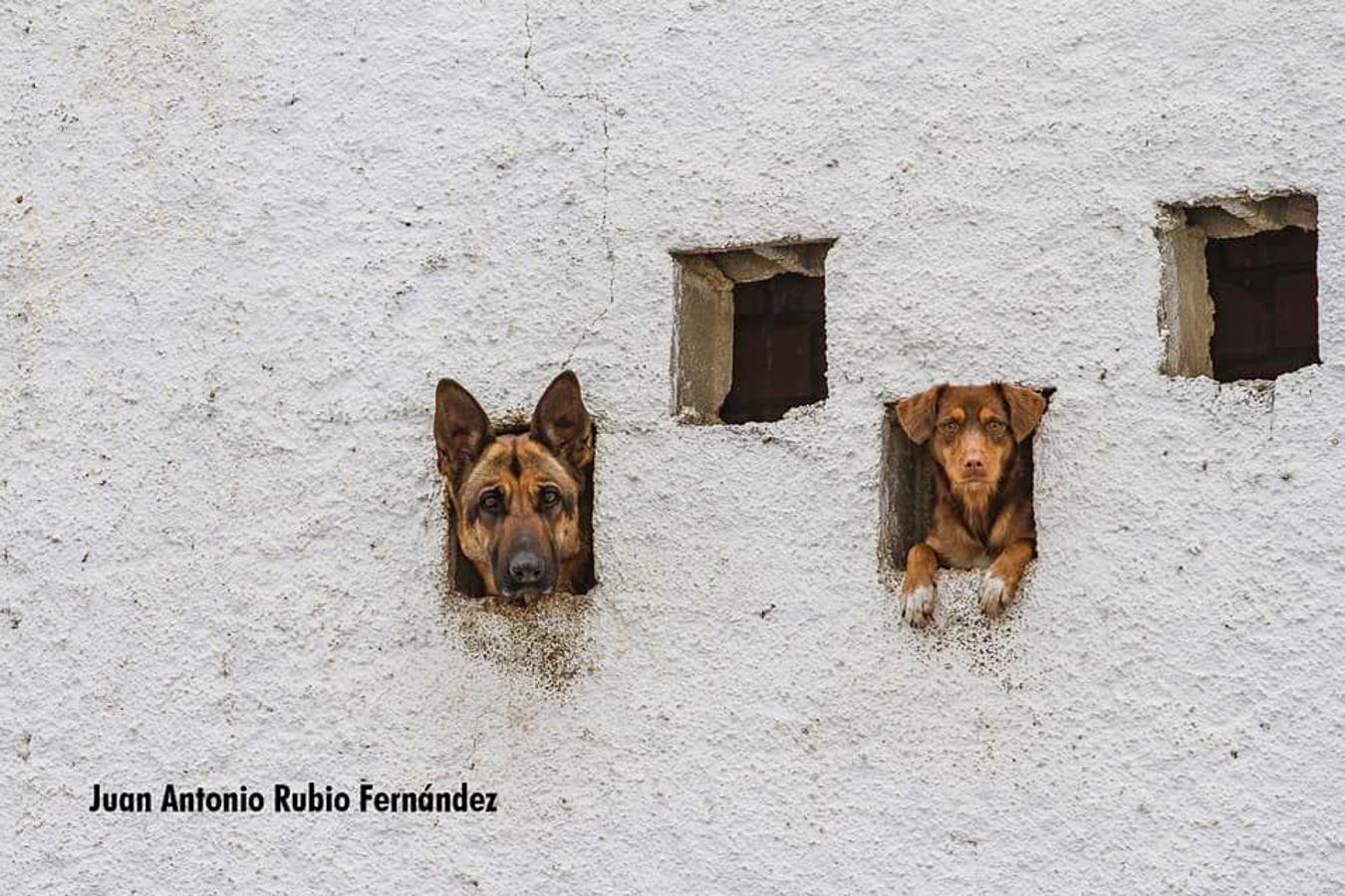 Han sido muchas las fotografías que han capturado momentos divertidos, entrañables, espectaculares y curiosos de nuestros animales. Salvajes o domésticos, han estado en el punto de mira de muchos aficionados a la fotografía y amantes de los animales. Ellos que han querido compartir esos momentos en las redes sociales, y optar al calendario de SOS Animales Campanario. Aquí están aquellas fotos que han sido colgadas en la página 'Los Cigüeños' con el hastag #calendarioanimales.