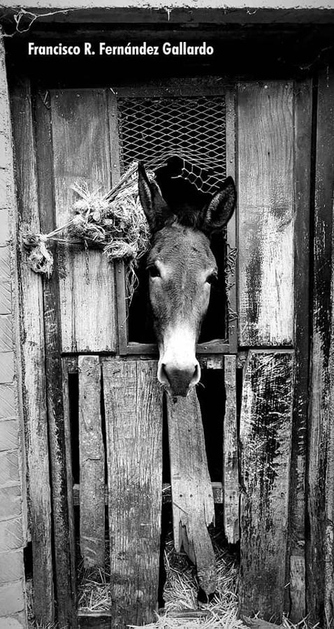 Han sido muchas las fotografías que han capturado momentos divertidos, entrañables, espectaculares y curiosos de nuestros animales. Salvajes o domésticos, han estado en el punto de mira de muchos aficionados a la fotografía y amantes de los animales. Ellos que han querido compartir esos momentos en las redes sociales, y optar al calendario de SOS Animales Campanario. Aquí están aquellas fotos que han sido colgadas en la página 'Los Cigüeños' con el hastag #calendarioanimales.