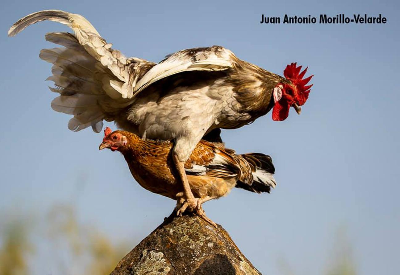 Han sido muchas las fotografías que han capturado momentos divertidos, entrañables, espectaculares y curiosos de nuestros animales. Salvajes o domésticos, han estado en el punto de mira de muchos aficionados a la fotografía y amantes de los animales. Ellos que han querido compartir esos momentos en las redes sociales, y optar al calendario de SOS Animales Campanario. Aquí están aquellas fotos que han sido colgadas en la página 'Los Cigüeños' con el hastag #calendarioanimales.