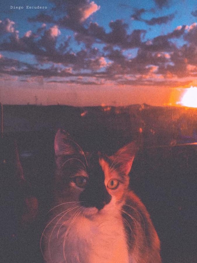 Han sido muchas las fotografías que han capturado momentos divertidos, entrañables, espectaculares y curiosos de nuestros animales. Salvajes o domésticos, han estado en el punto de mira de muchos aficionados a la fotografía y amantes de los animales. Ellos que han querido compartir esos momentos en las redes sociales, y optar al calendario de SOS Animales Campanario. Aquí están aquellas fotos que han sido colgadas en la página 'Los Cigüeños' con el hastag #calendarioanimales.