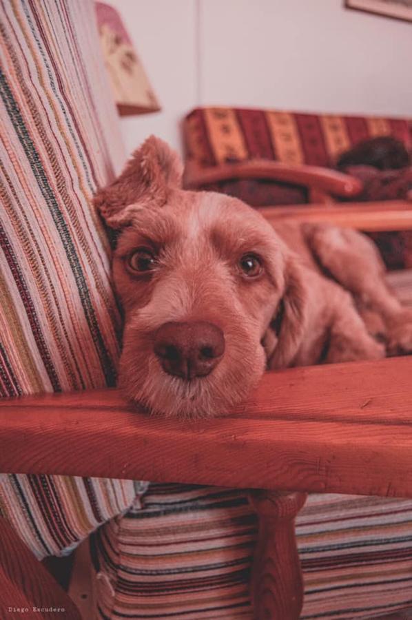Han sido muchas las fotografías que han capturado momentos divertidos, entrañables, espectaculares y curiosos de nuestros animales. Salvajes o domésticos, han estado en el punto de mira de muchos aficionados a la fotografía y amantes de los animales. Ellos que han querido compartir esos momentos en las redes sociales, y optar al calendario de SOS Animales Campanario. Aquí están aquellas fotos que han sido colgadas en la página 'Los Cigüeños' con el hastag #calendarioanimales.