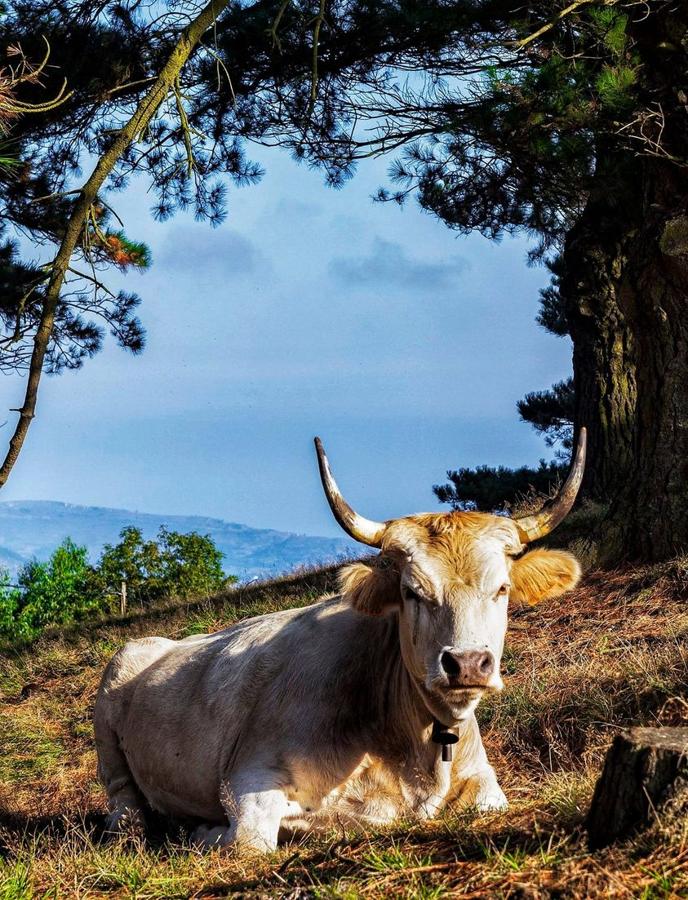 Han sido muchas las fotografías que han capturado momentos divertidos, entrañables, espectaculares y curiosos de nuestros animales. Salvajes o domésticos, han estado en el punto de mira de muchos aficionados a la fotografía y amantes de los animales. Ellos que han querido compartir esos momentos en las redes sociales, y optar al calendario de SOS Animales Campanario. Aquí están aquellas fotos que han sido colgadas en la página 'Los Cigüeños' con el hastag #calendarioanimales.