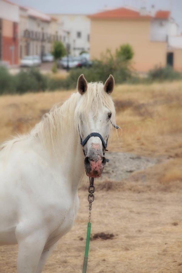 Han sido muchas las fotografías que han capturado momentos divertidos, entrañables, espectaculares y curiosos de nuestros animales. Salvajes o domésticos, han estado en el punto de mira de muchos aficionados a la fotografía y amantes de los animales. Ellos que han querido compartir esos momentos en las redes sociales, y optar al calendario de SOS Animales Campanario. Aquí están aquellas fotos que han sido colgadas en la página 'Los Cigüeños' con el hastag #calendarioanimales.
