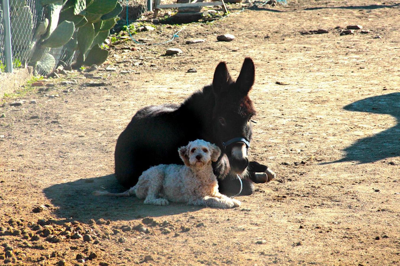 Han sido muchas las fotografías que han capturado momentos divertidos, entrañables, espectaculares y curiosos de nuestros animales. Salvajes o domésticos, han estado en el punto de mira de muchos aficionados a la fotografía y amantes de los animales. Ellos que han querido compartir esos momentos en las redes sociales, y optar al calendario de SOS Animales Campanario. Aquí están aquellas fotos que han sido colgadas en la página 'Los Cigüeños' con el hastag #calendarioanimales.