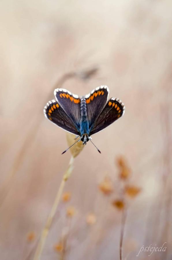 Han sido muchas las fotografías que han capturado momentos divertidos, entrañables, espectaculares y curiosos de nuestros animales. Salvajes o domésticos, han estado en el punto de mira de muchos aficionados a la fotografía y amantes de los animales. Ellos que han querido compartir esos momentos en las redes sociales, y optar al calendario de SOS Animales Campanario. Aquí están aquellas fotos que han sido colgadas en la página 'Los Cigüeños' con el hastag #calendarioanimales.