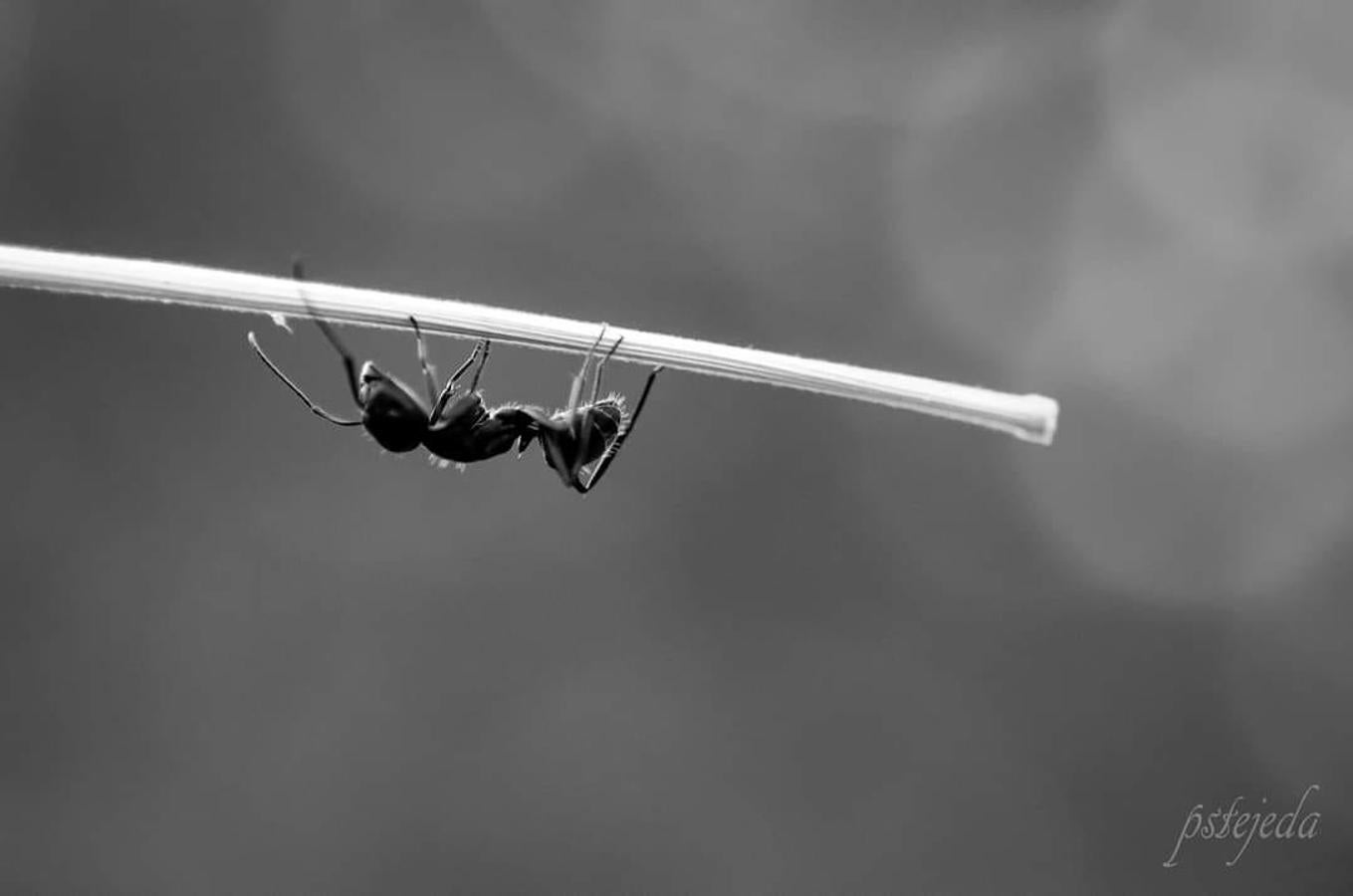 Han sido muchas las fotografías que han capturado momentos divertidos, entrañables, espectaculares y curiosos de nuestros animales. Salvajes o domésticos, han estado en el punto de mira de muchos aficionados a la fotografía y amantes de los animales. Ellos que han querido compartir esos momentos en las redes sociales, y optar al calendario de SOS Animales Campanario. Aquí están aquellas fotos que han sido colgadas en la página 'Los Cigüeños' con el hastag #calendarioanimales.