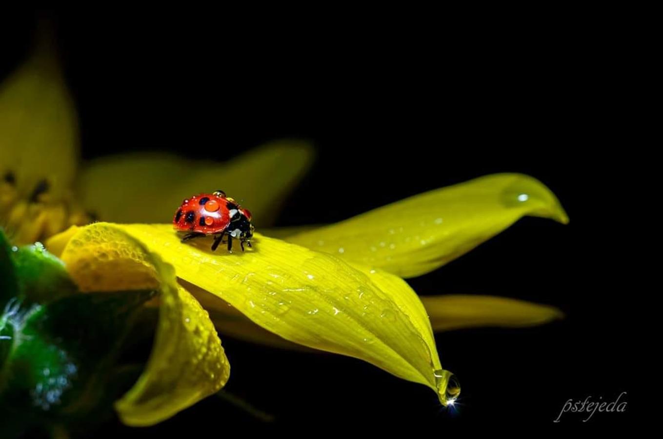 Han sido muchas las fotografías que han capturado momentos divertidos, entrañables, espectaculares y curiosos de nuestros animales. Salvajes o domésticos, han estado en el punto de mira de muchos aficionados a la fotografía y amantes de los animales. Ellos que han querido compartir esos momentos en las redes sociales, y optar al calendario de SOS Animales Campanario. Aquí están aquellas fotos que han sido colgadas en la página 'Los Cigüeños' con el hastag #calendarioanimales.