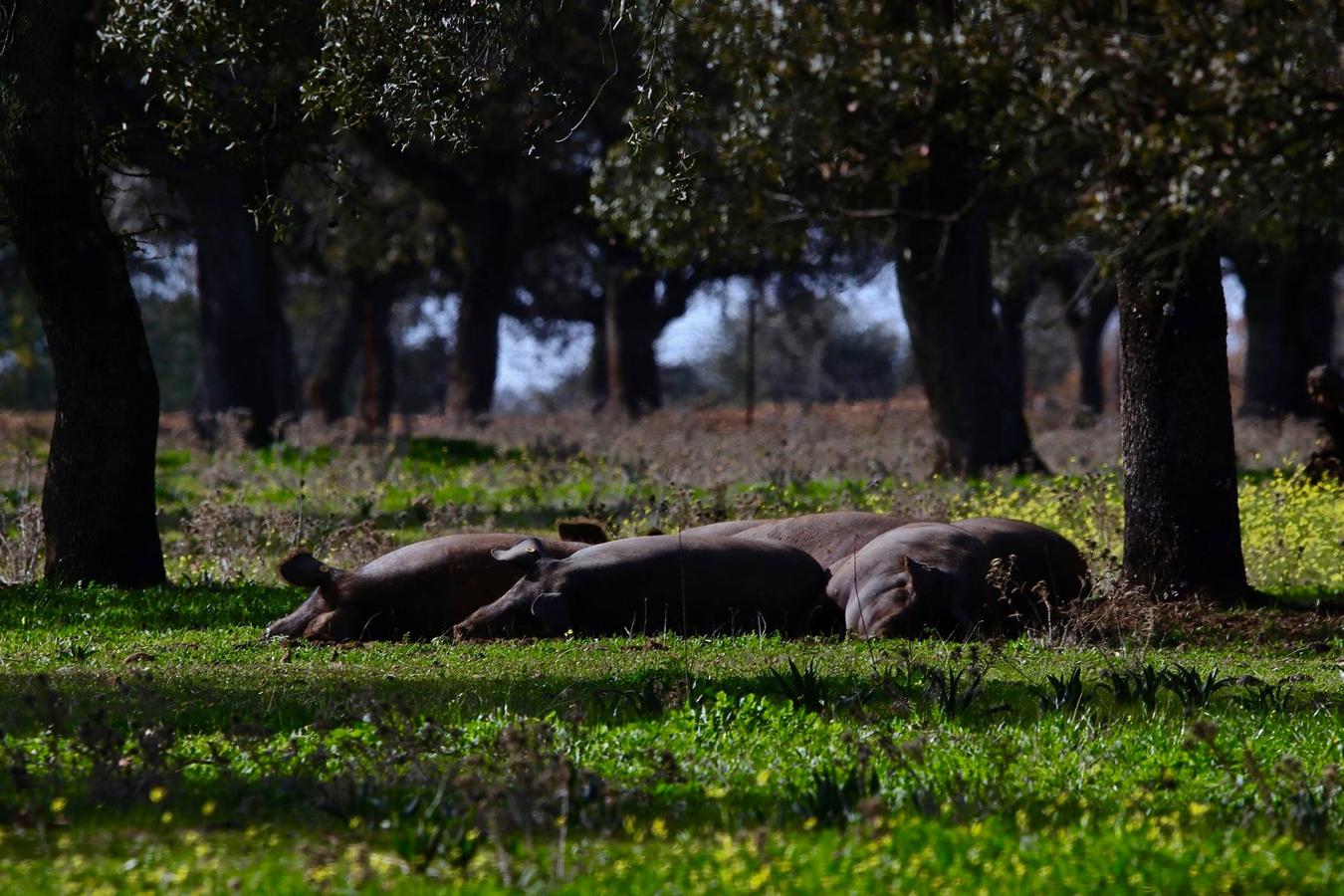 Han sido muchas las fotografías que han capturado momentos divertidos, entrañables, espectaculares y curiosos de nuestros animales. Salvajes o domésticos, han estado en el punto de mira de muchos aficionados a la fotografía y amantes de los animales. Ellos que han querido compartir esos momentos en las redes sociales, y optar al calendario de SOS Animales Campanario. Aquí están aquellas fotos que han sido colgadas en la página 'Los Cigüeños' con el hastag #calendarioanimales.