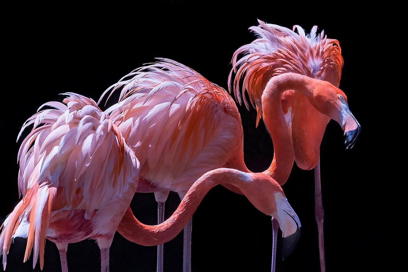 Han sido muchas las fotografías que han capturado momentos divertidos, entrañables, espectaculares y curiosos de nuestros animales. Salvajes o domésticos, han estado en el punto de mira de muchos aficionados a la fotografía y amantes de los animales. Ellos que han querido compartir esos momentos en las redes sociales, y optar al calendario de SOS Animales Campanario. Aquí están aquellas fotos que han sido colgadas en la página 'Los Cigüeños' con el hastag #calendarioanimales.