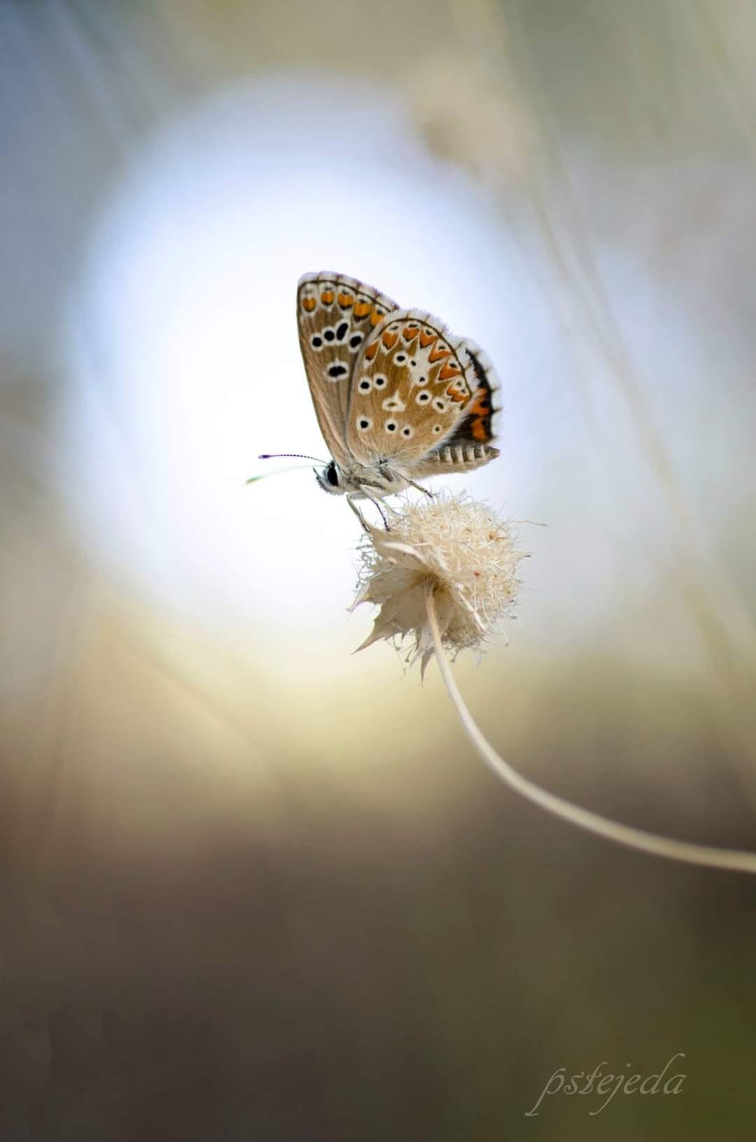 Han sido muchas las fotografías que han capturado momentos divertidos, entrañables, espectaculares y curiosos de nuestros animales. Salvajes o domésticos, han estado en el punto de mira de muchos aficionados a la fotografía y amantes de los animales. Ellos que han querido compartir esos momentos en las redes sociales, y optar al calendario de SOS Animales Campanario. Aquí están aquellas fotos que han sido colgadas en la página 'Los Cigüeños' con el hastag #calendarioanimales.