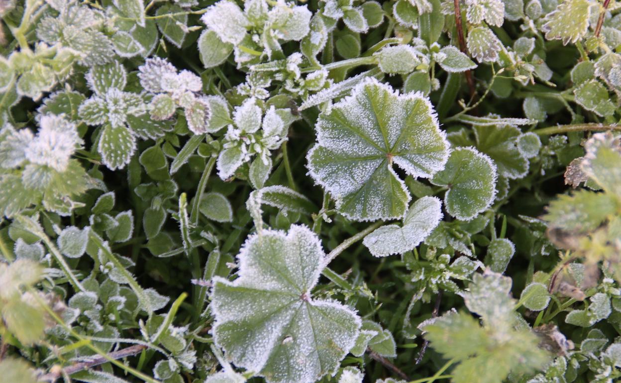 Se esperan hasta -4 grados centígrados de temperaturas mínimas en La Serena esta noche y mañana