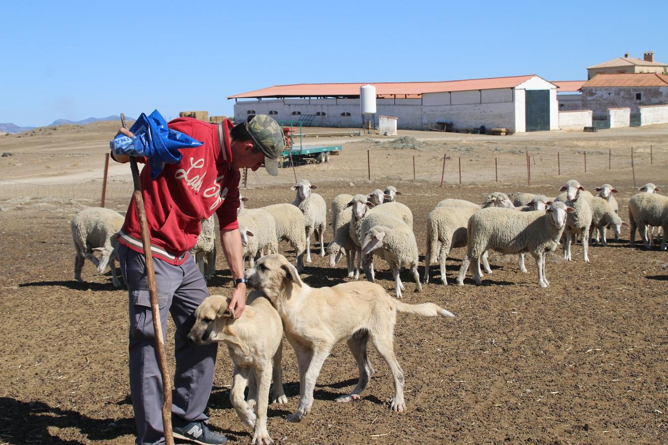 En los últimos años ha aumentado el número de jóvenes dedicados al pastoreo en La Serena, garantizando así el futuro del sector. Un oficio que, mayoritariamente, se elige por vocación y tradición familiar. Ejemplos no faltan en Campanario.