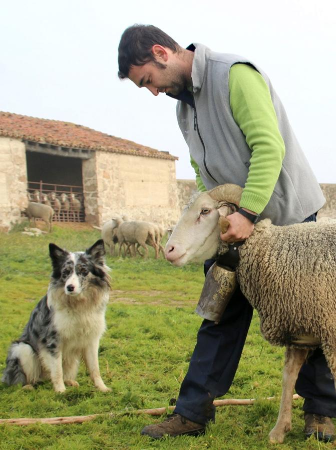 En los últimos años ha aumentado el número de jóvenes dedicados al pastoreo en La Serena, garantizando así el futuro del sector. Un oficio que, mayoritariamente, se elige por vocación y tradición familiar. Ejemplos no faltan en Campanario.