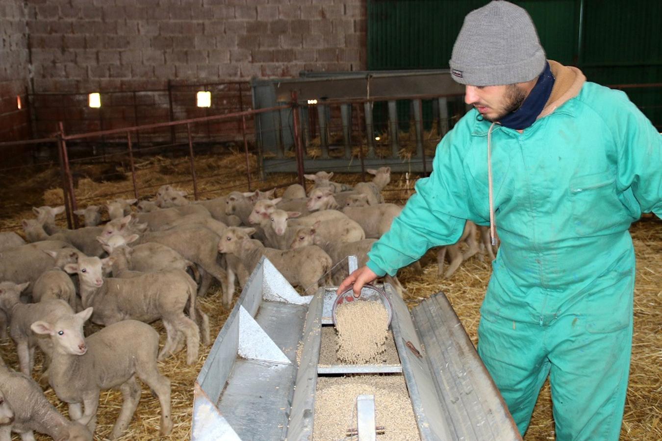 En los últimos años ha aumentado el número de jóvenes dedicados al pastoreo en La Serena, garantizando así el futuro del sector. Un oficio que, mayoritariamente, se elige por vocación y tradición familiar. Ejemplos no faltan en Campanario.