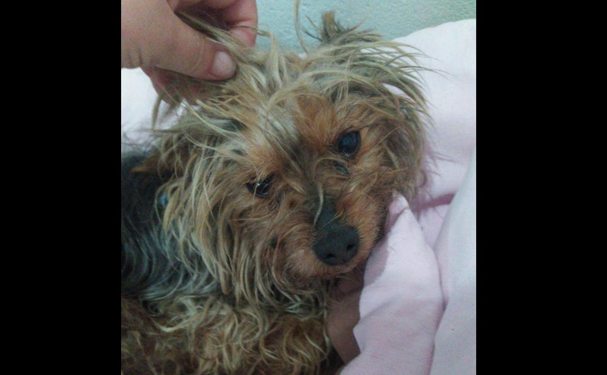Aspecto que presentaba Kiko cuando fue localizado. 