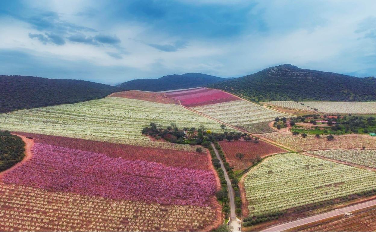 Una foto de los frutales en flor tomada por Javier Simón se hace viral