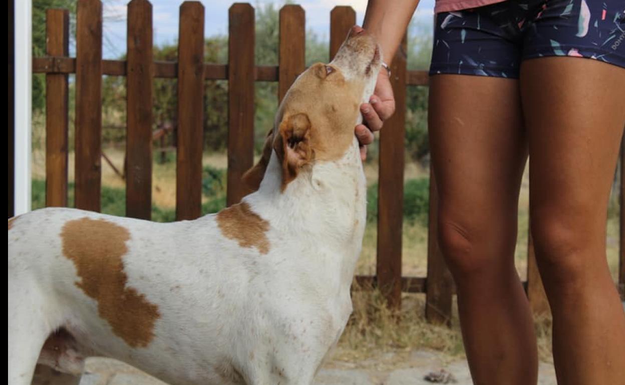 Perro cruce de Pointer, llamado Robin. 