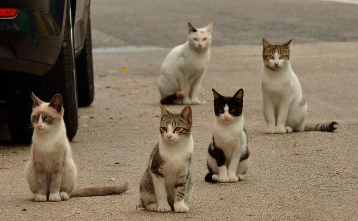 SOS Animales advierte de la aparición de gatos muertos cerca del Paseo de Extremadura