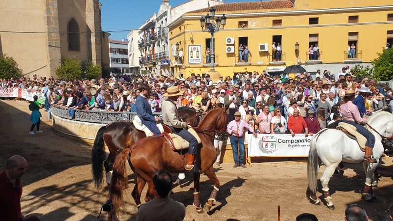 Desfile de caballos, jinetes y amazonas en la Plaza de España de Campanario.