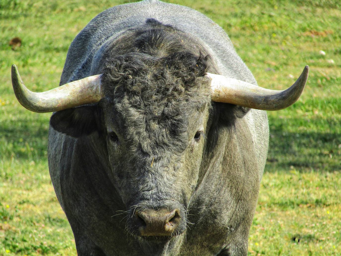 El calendario 2023 SOS Campanario está protagonizado de enero a diciembre por El lince de Campanario, Cantaor Flamenco, Te pillé, Potrillos, Peti, Rana de San Antonio, Miradas, Baby Frodo, Aterrizando, Berrea, Semental y Niebla. 