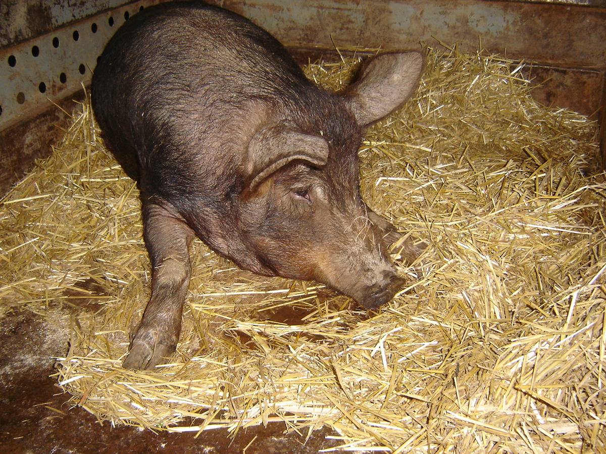 Cerdo criado por una familia de Campanario para la matanza. 