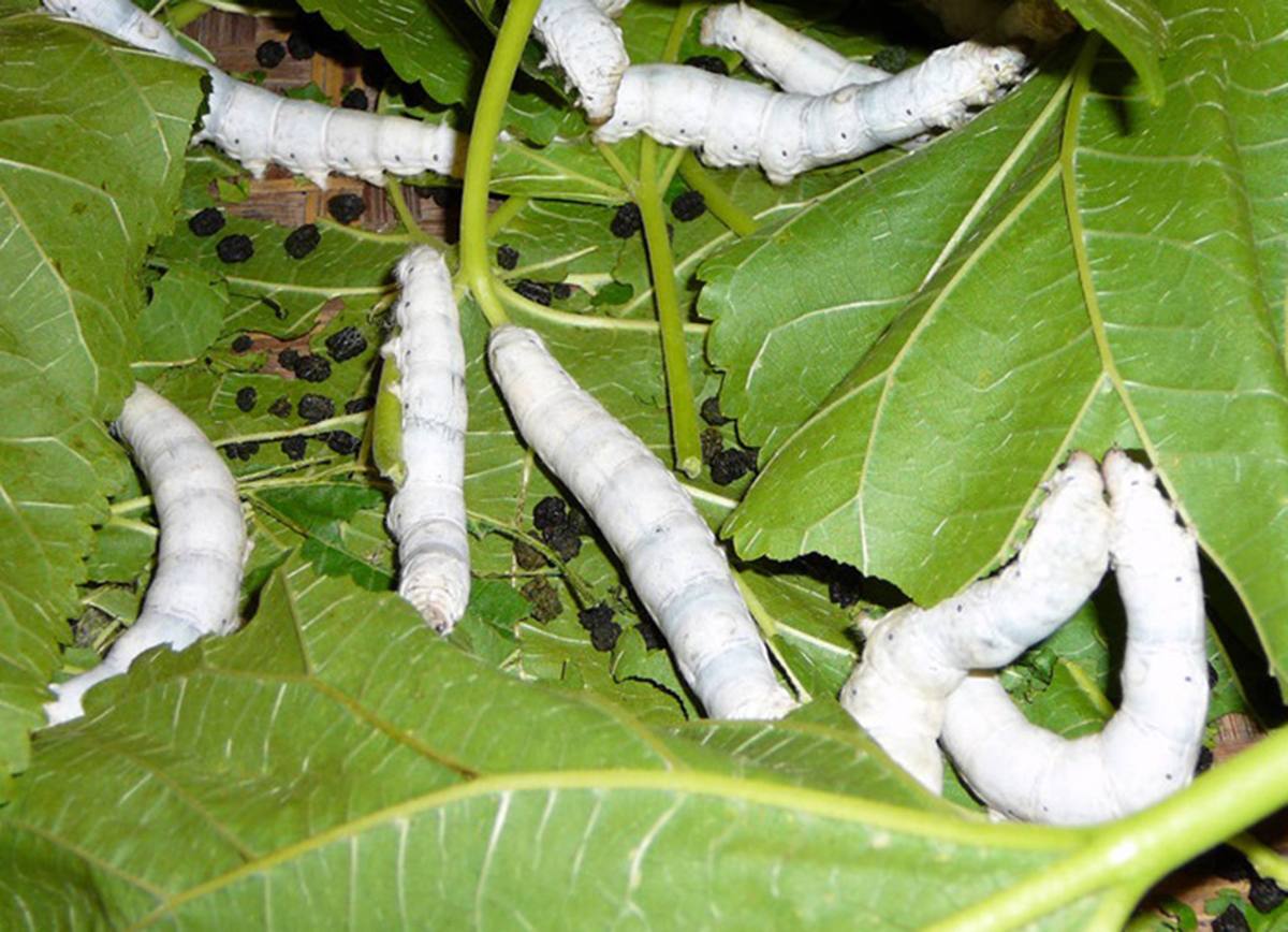 Gusanos de seda. 