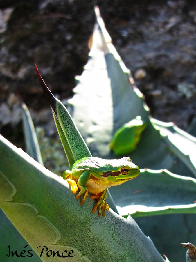 “Echamos de menos el croar de las ranas en las orillas". 