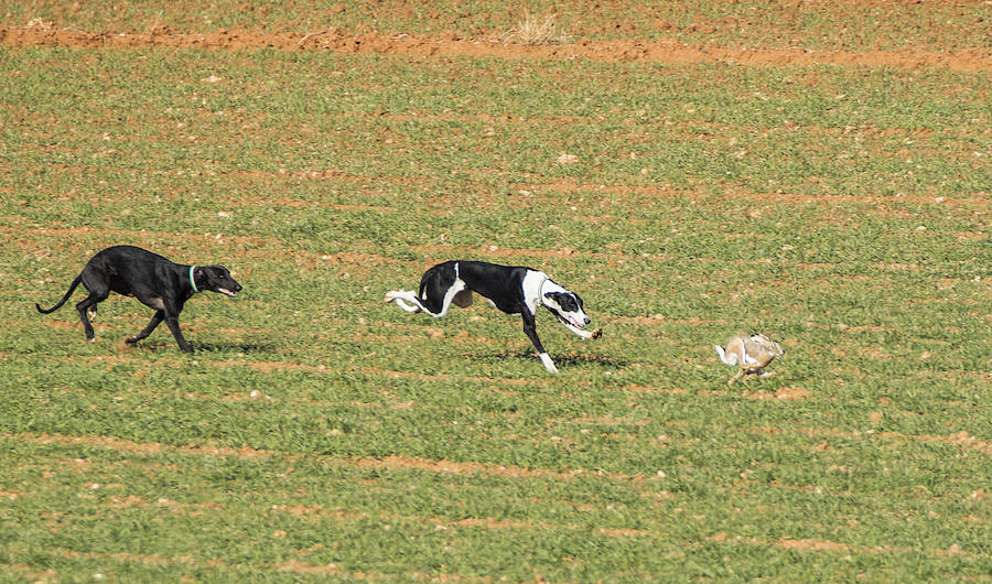 Dos galgos en plena persecución a una liebre a campo abierto. 