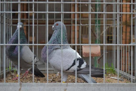 305 pichones participan en el concurso de razas buchonas españolas