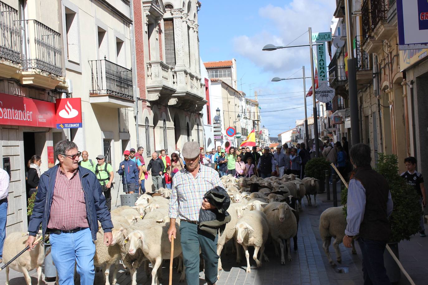 La ruta trashumante es uno de los atractivos de la Semana de la Torta del Casar. 