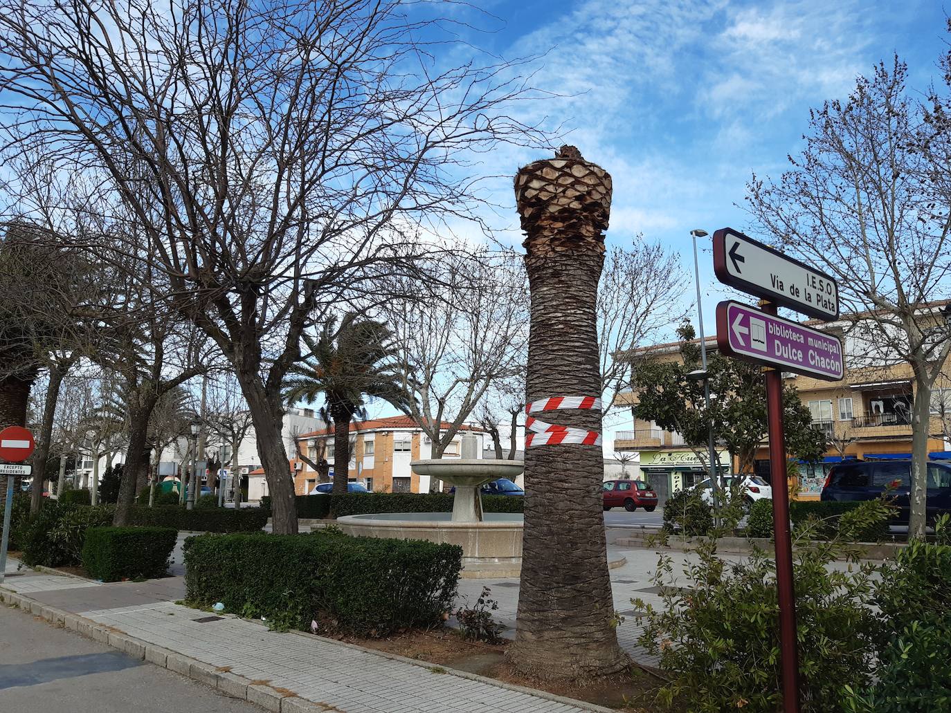 Una de las palmeras del Paseo de Extremadura, afectada por el picudo rojo. 