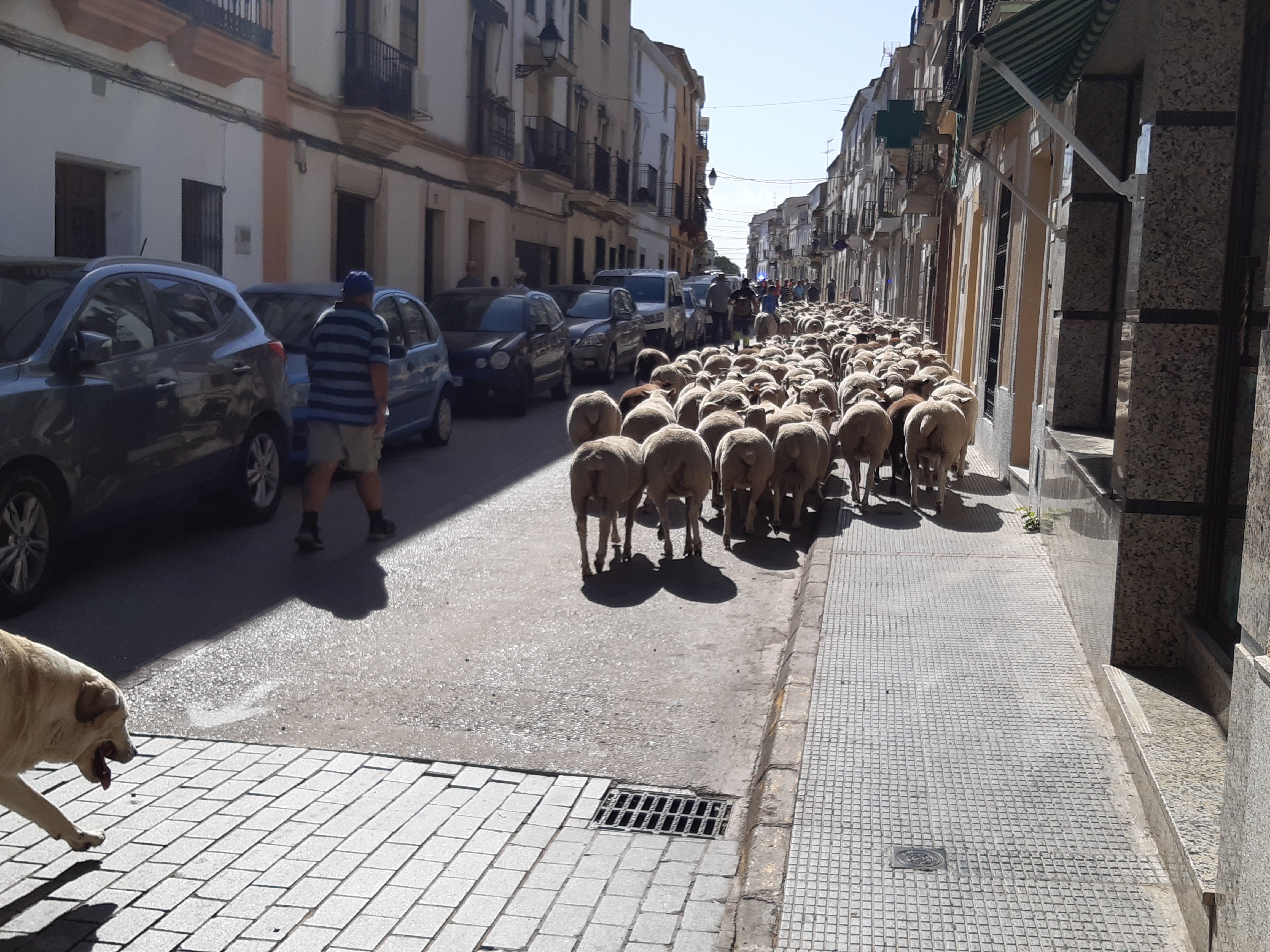 Fotos: La VI Feria Europea del Queso de Casar de Cáceres en imágenes