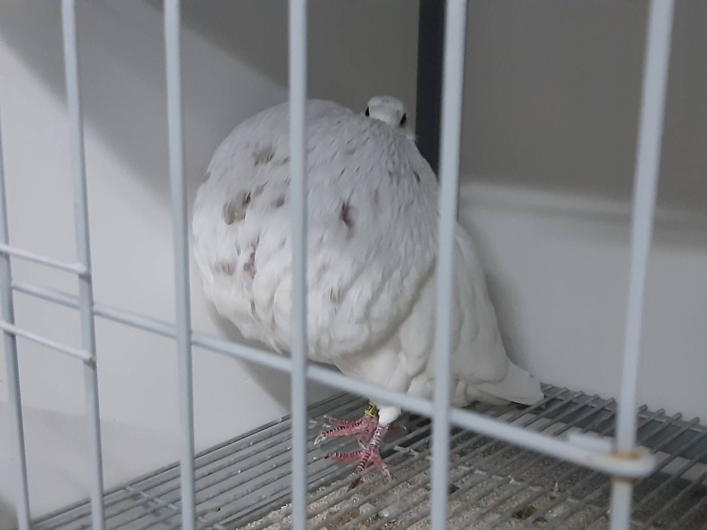 Un ejemplar de paloma de raza gaditano. 