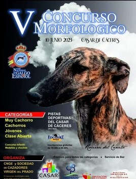 El V Concurso morfológico del galgo se celebra hoy en la localidad