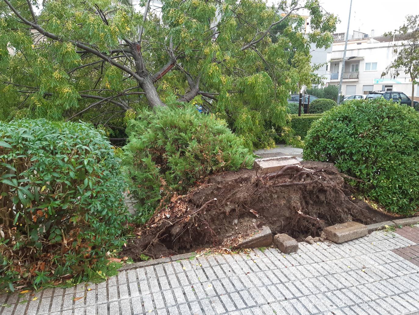 Imagen secundaria 1 - Las fuertes rachas de viento arrancan cinco árboles de grandes dimensiones en distintas zona del municipio