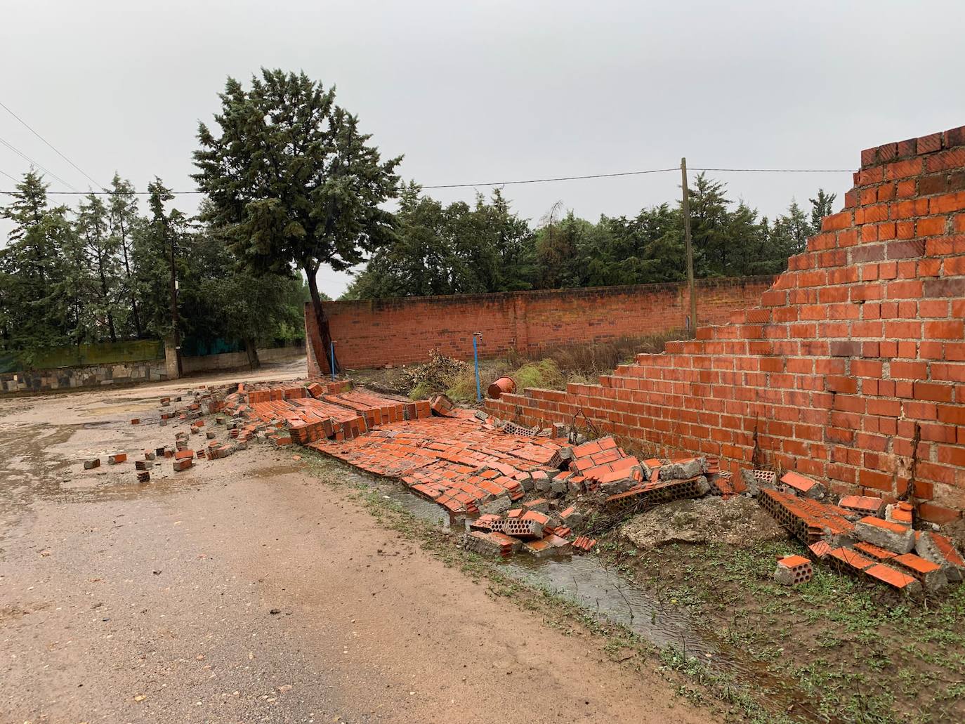 Imagen principal - Las fuertes rachas de viento arrancan cinco árboles de grandes dimensiones en distintas zona del municipio