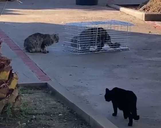 El Ayuntamiento comienza a censar y esterilizar a unos 200 gatos callejeros