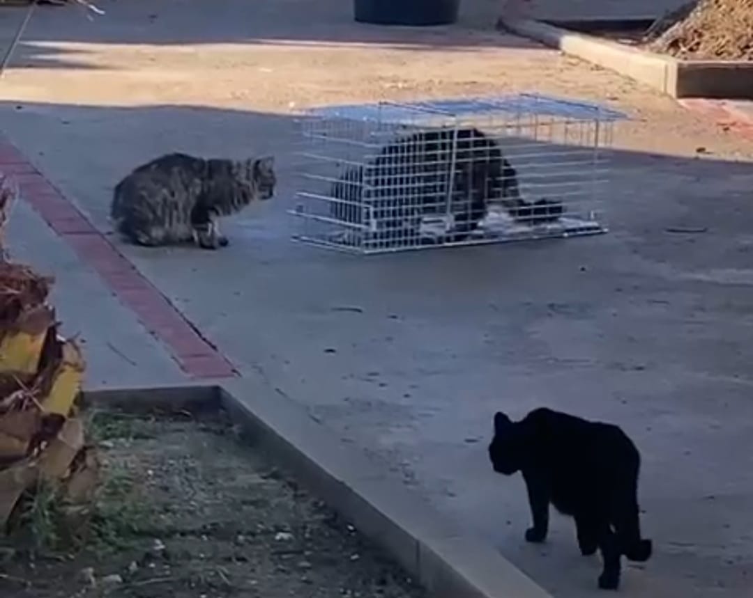 Los gatos son trasladados en jaulas hasta la clínica veterinaria donde son castrados y esterilizados.