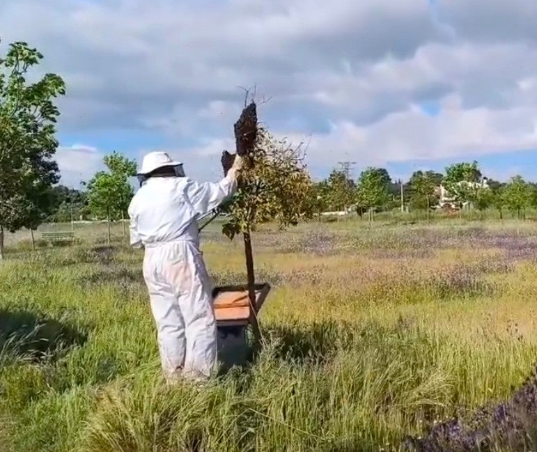 Imagen secundaria 1 - Intervención de los bomberos para eliminar un enjambre de abejas en la chimenea de una vivienda de la barriada Las Malvinas