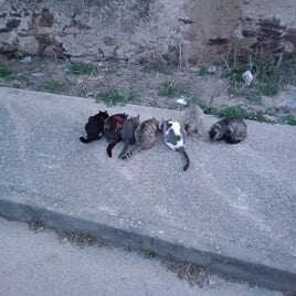 Algunos de los gatos de la colonia reconocida de Ronda de La Soledad.